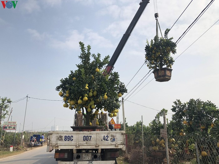 Mỗi cây bưởi có giá từ vài triệu đồng đến vài chục triệu đồng, tùy theo độ to của gốc và thế cây. Ảnh: VOV