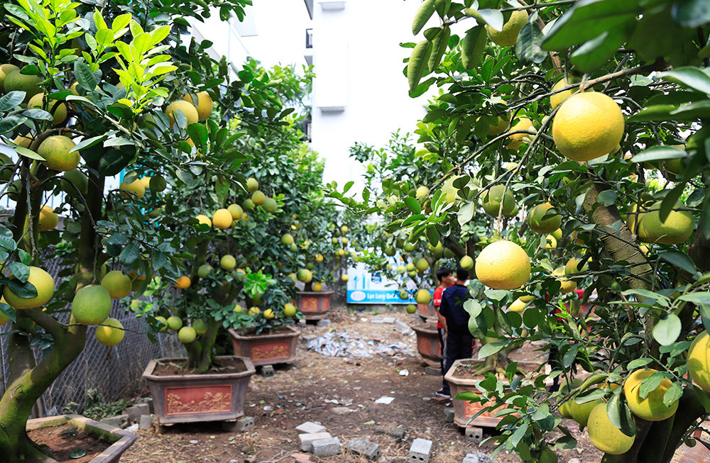 Bưởi Diễn bonsai cũng được các chủ vườn bày bán trên một số tuyến phố ở Hà Nội. Ảnh: Hanoimoi.