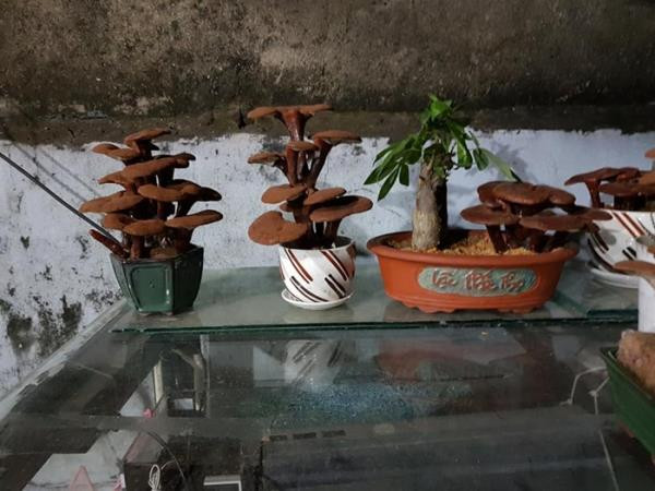 Ưu điểm của loại nấm linh chi bonsai này là được phối tạo tiểu cảnh mang lại sự độc đáo riêng biệt. Tuổi thọ của cây từ 3-5 tháng. Sau khi cây chết chúng sẽ khô dần nhưng vẫn giữ được dáng bonsai như cũ. Ảnh: Facebook.