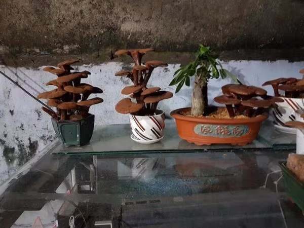 Ưu điểm của loại nấm linh chi bonsai này là được phối tạo tiểu cảnh mang lại sự độc đáo riêng biệt. Tuổi thọ của cây từ 3-5 tháng. Sau khi cây chết chúng sẽ khô dần nhưng vẫn giữ được dáng bonsai như cũ. Ảnh: Facebook.