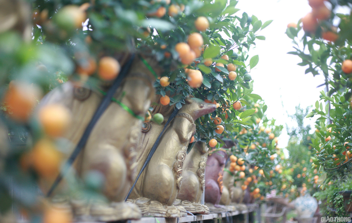 Sản phẩm chuột vàng “cõng” quất bonsai giá tiền triệu đang được nhiều người săn đón trong dịp Tết Canh Tý 2020. Ảnh: Baogiaothong.