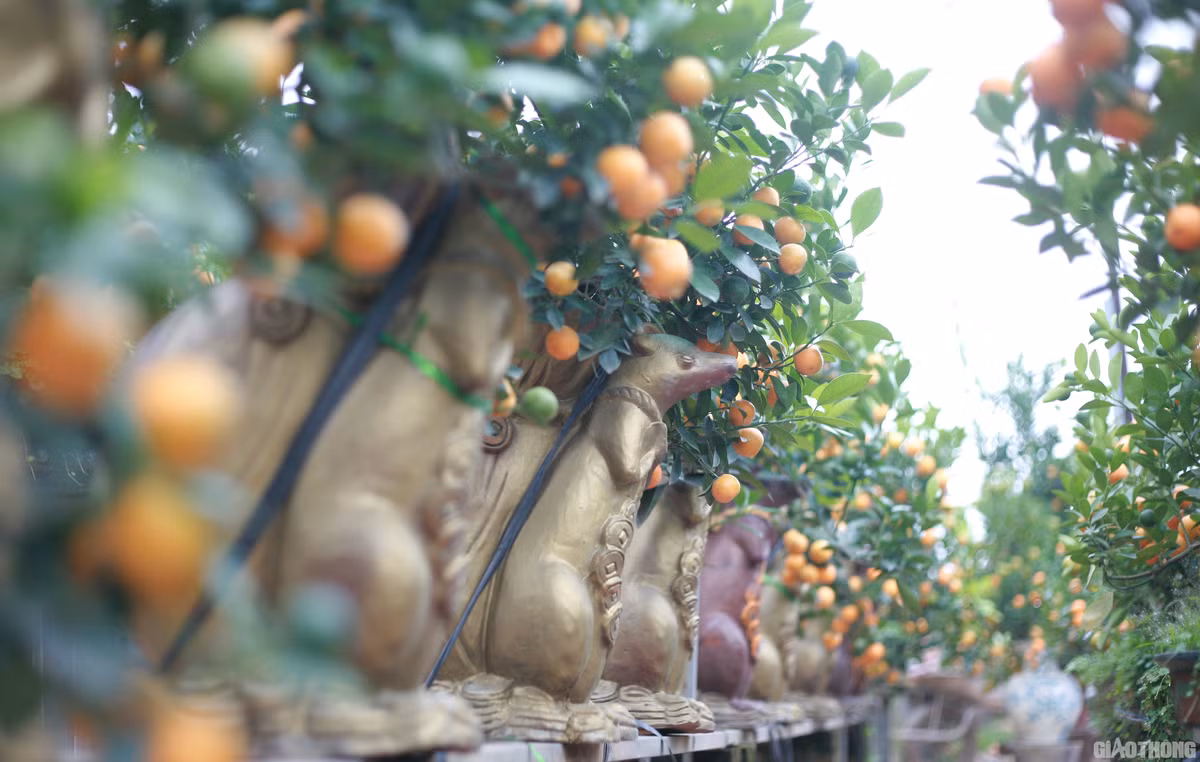 Sản phẩm chuột vàng “cõng” quất bonsai giá tiền triệu đang được nhiều người săn đón trong dịp Tết Canh Tý 2020. Ảnh: Baogiaothong.