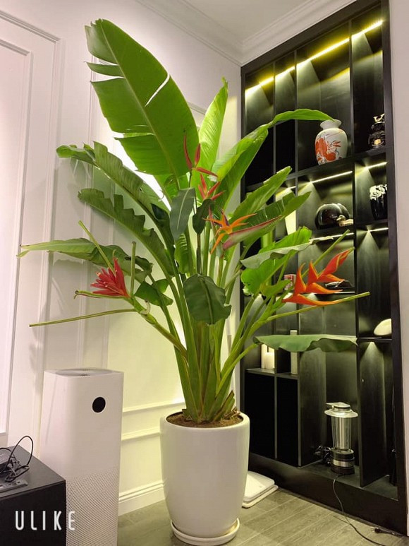 Minh Quân trang trí chậu cây xanh để tạo điểm nhấn và thanh lọc không khí trong nhà.