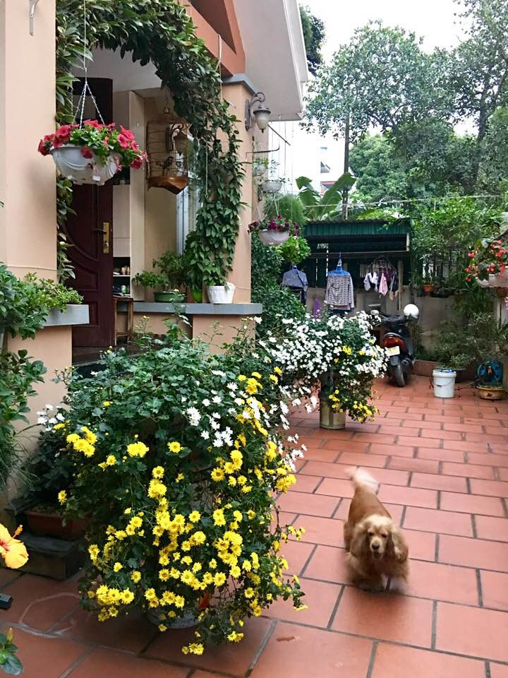 Từ ngoài ngõ cho đến trong nhà đều tràn ngập màu sắc của hoa. Ảnh: Khám phá.