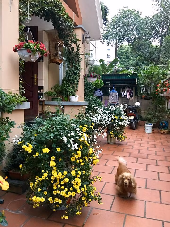 Từ ngoài ngõ cho đến trong nhà đều tràn ngập màu sắc của hoa. Ảnh: Khám phá.