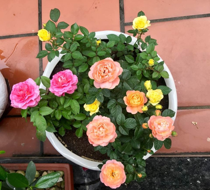 Khắp từ cổng vào cho đến ban công, đâu đâu cũng thấy hàng chục loại hoa khác nhau. Ảnh: Bestie.