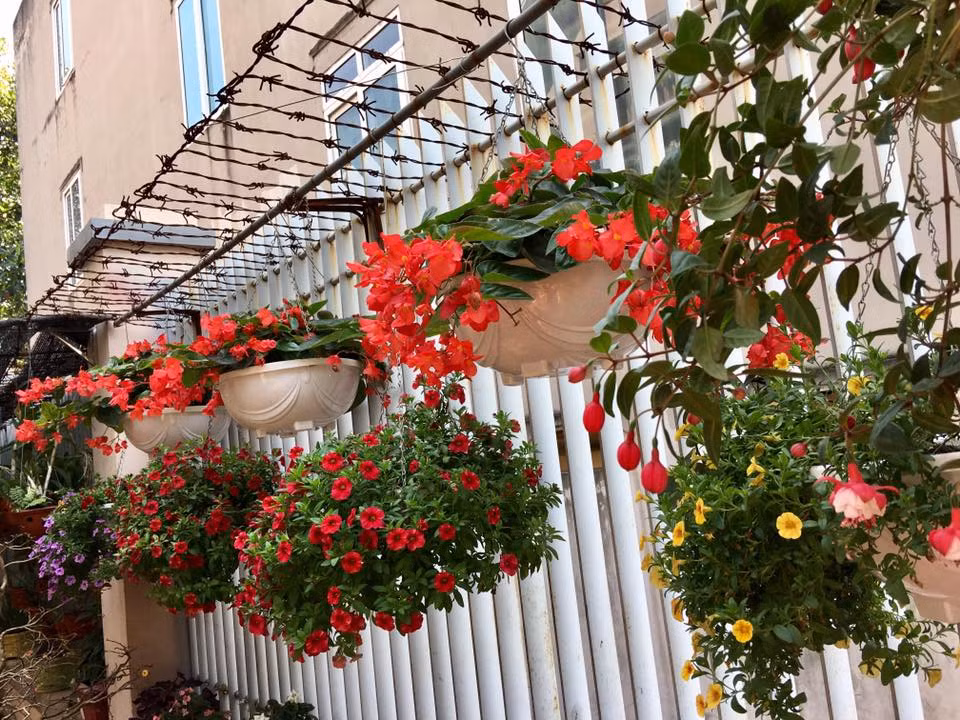 Hoa nở rực rỡ quanh nhà. Ảnh: Khám phá.