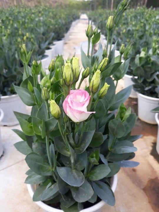 Von duoi 10 trieu, 'nam duoi' thu tien trieu moi ngay can Tet-Hinh-2