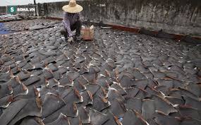 Súp vi cá mập nổi tiếng đắt đỏ nhất nhì thế giới được nấu từ vây cá mập. Thời xưa, vây cá mập là thực phẩm đắt tiền, chỉ vua chúa mới được thưởng thức.