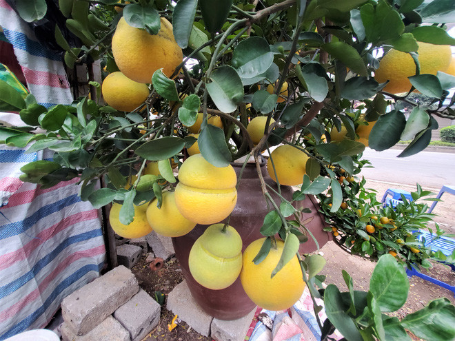 Nhiều trong số đó đã được khách đặt mua để làm quà tặng hoặc chưng trong nhà dịp Tết. Ảnh: Baodansinh.