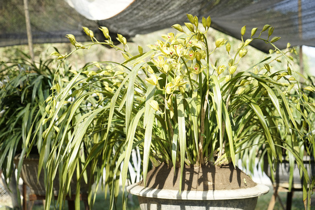 Giá của chậu lan Trần Mộng xanh ngọc được nhà vườn tính theo số lượng cành có trong chậu. Chậu càng nhiều cành giá càng đắt đỏ. Ảnh: Phunugiadinh.