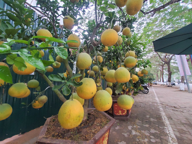 Trước Tết Nguyên đán hơn 1 tháng, hàng trăm cây bưởi cảnh trĩu quả đã được bày bán dọc phố Lạc Long Quân (Hà Nội). Ảnh: Baodansinh.
