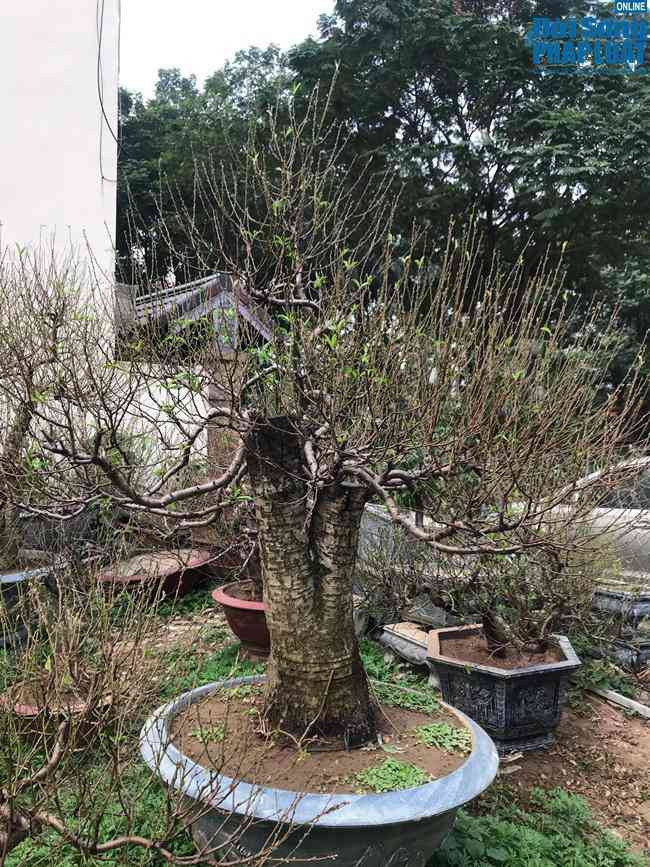 Đào Nhật Tân cũng đã xuống phố. Thời điểm này các chủ vườn mới tiến hành tuốt lá để chuẩn bị cho ra hoa. Ảnh: ĐSPL.