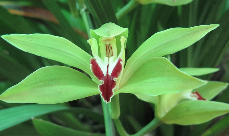 Vài năm gần đây, lan Trần Mộng được giới chơi cây cảnh lùng mua dịp Tết. Trong đó, lan Trần Mộng xanh ngọc hiện vẫn rất hiếm vì nhà vườn trồng được ít, kỹ thuật trồng và chăm sóc rất khó. Ảnh: Vietnamnet.