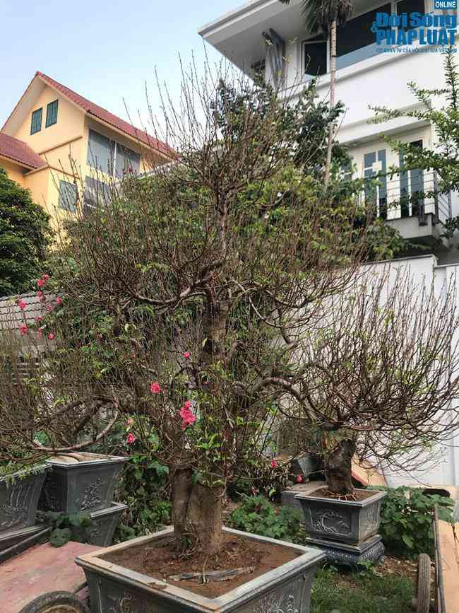 Những gốc đào thế "khủng" như này giá thường giao động ở mức 20-30 triệu đồng. Ảnh: ĐSPL.