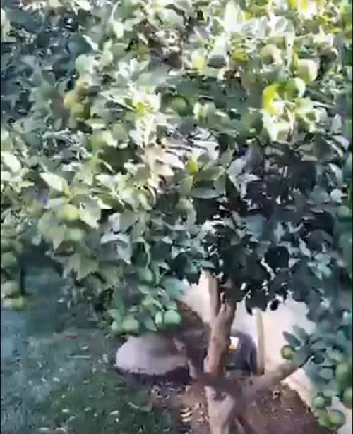 Trong khoảng sân vườn bao quanh căn biệt thự của Đàm Vĩnh Hưng nổi bật nhất là 2 cây chanh sai trĩu quả. Ảnh: FBNV