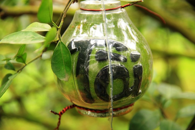 Các nhà vườn tung ra nhiều sản phẩm có tên gọi như bưởi Thư pháp, bưởi Tài lộc, bưởi Luận văn, bưởi Hồ lô, bưởi Thỏi vàng được trồng và tạo hình từ loại bưởi Diễn, bưởi Tiến vua.