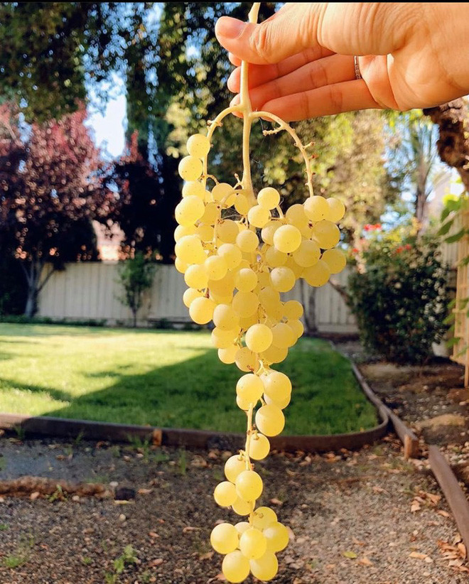 Một góc khu vườn trong căn biệt thự của Phạm Hương tại Mỹ. Ảnh: FBNV. Video: Hoa hậu Phạm Hương. Nguồn: VTC14.