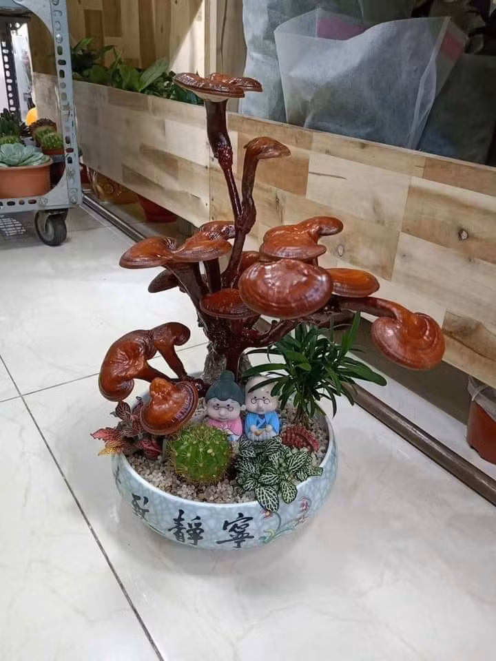 Hiện, những chậu nấm linh chi bonsai có giá phổ biến từ 300.000 đến 1 triệu đồng.