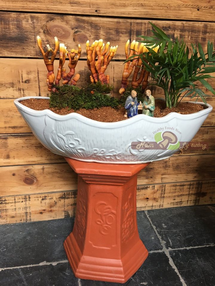 Một ưu điểm nữa của nấm linh chi bonsai là phát triển tự nhiên, không phun bất cứ hóa chất nên khách hàng yên tâm sử dụng.