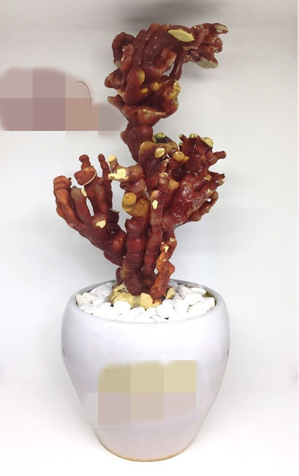 Theo người bán, nấm linh chi bonsai có xuất xứ từ Hàn Quốc và tương đối khó trồng ở Việt Nam