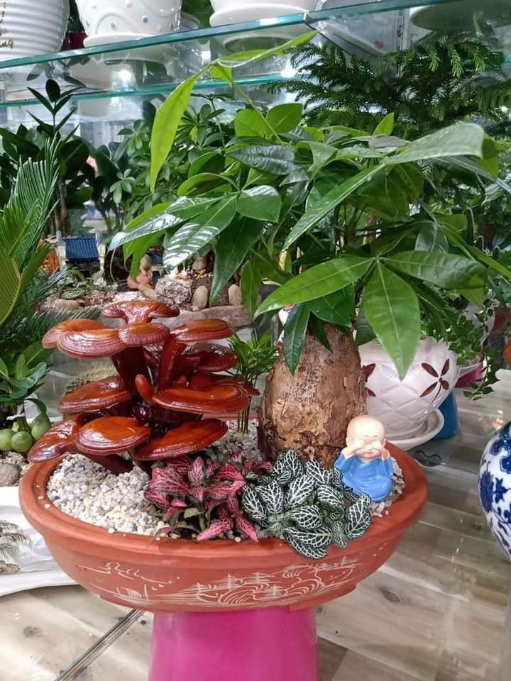 Bonsai nấm linh chi có tuổi thọ của cây từ 3-5 tháng. Sau khi cây chết chúng sẽ khô dần nhưng vẫn giữ được dáng bonsai như cũ.