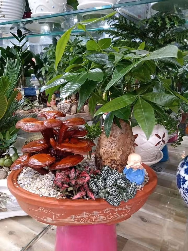 Bonsai nấm linh chi có tuổi thọ của cây từ 3-5 tháng. Sau khi cây chết chúng sẽ khô dần nhưng vẫn giữ được dáng bonsai như cũ.