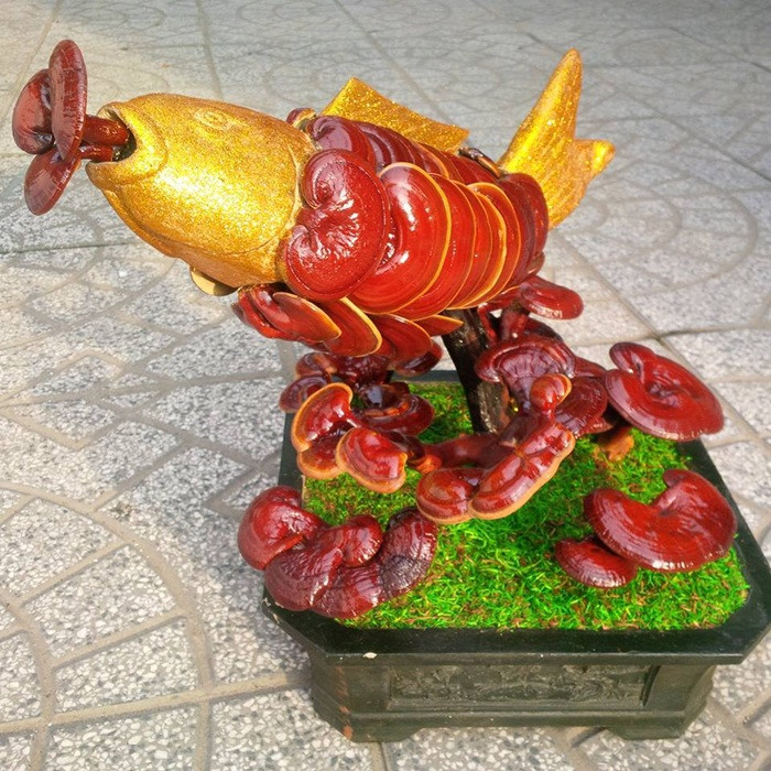 Một số chậu nấm linh chi tạo dáng độc, nuôi trồng công phu có giá tới vài triệu đồng.