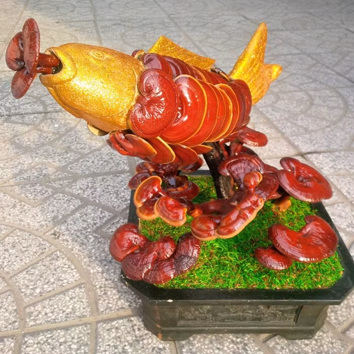 Một số chậu nấm linh chi tạo dáng độc, nuôi trồng công phu có giá tới vài triệu đồng.