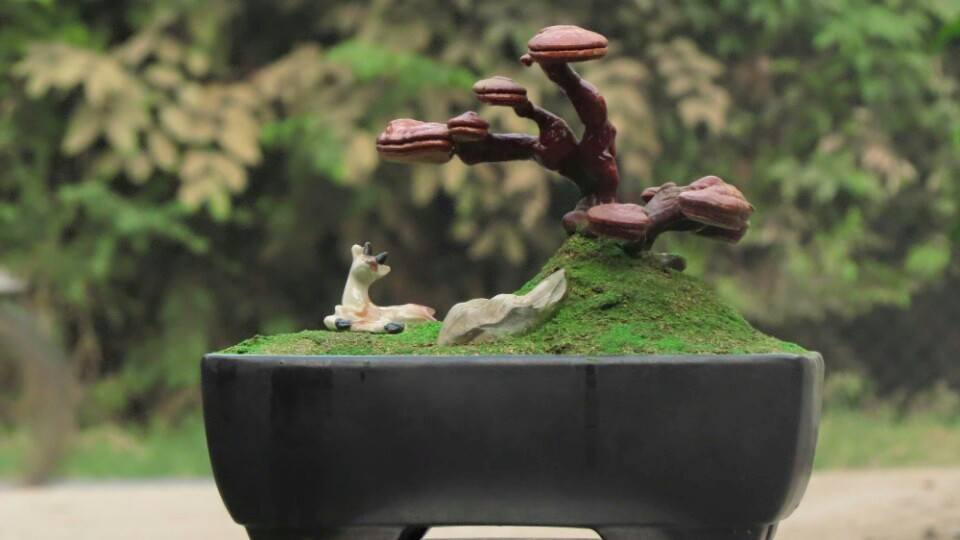 Chán cây cảnh, đại gia săn nấm linh chi bonsai độc đáo chơi Tết Chan cay canh, dai gia san nam linh chi bonsai doc dao choi Tet