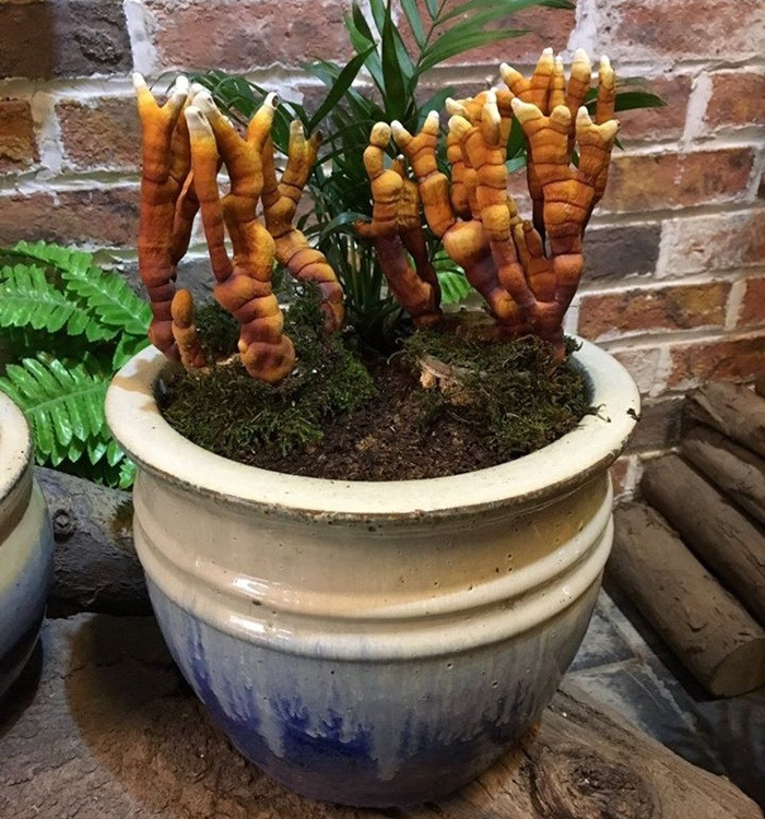 Nấm linh chi có rất nhiều loại như sừng hươu, dáng tùng...