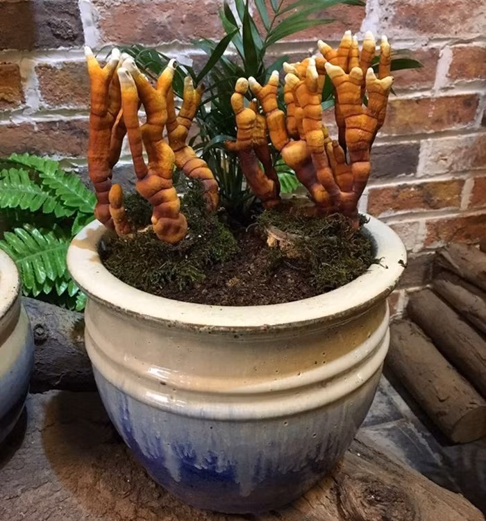 Nấm linh chi có rất nhiều loại như sừng hươu, dáng tùng...