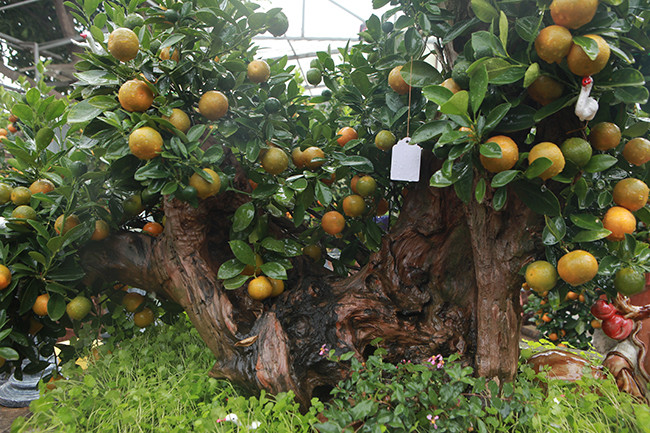 Tác phẩm quất bonssai “thác bạc” có ý nghĩa: Vàng, châu báu, tiền...đổ vào nhà gia chủ như thác nước. Ảnh: Dân Việt.