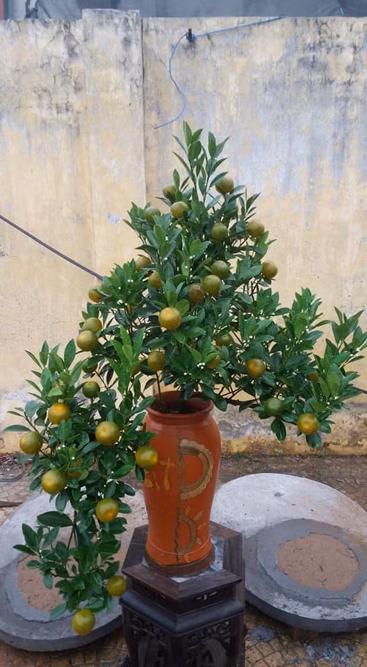 Bonsai chuot vang cong quat, quat Phuc Loc Tho... gay sot Tet 2020