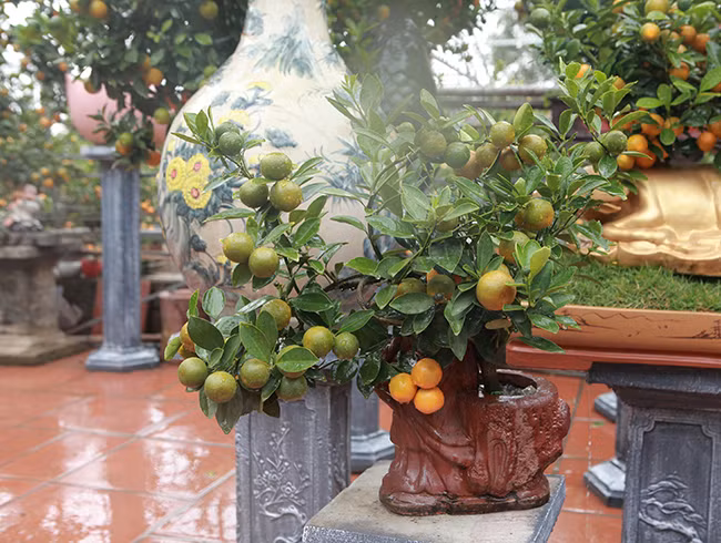 Các chậu cây quất hình Thần Tài hay Phúc Lộc Thọ là sản phẩm không lỗi mốt qua các năm. Ảnh: Dân Việt.