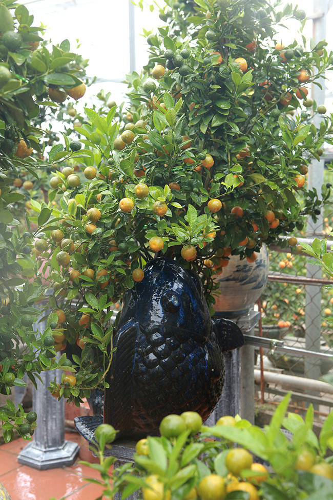 Quất bonsai trồng trong chậu thường có giá đắt hơn nhiều so với quất trồng dưới đất. Ảnh: Dân Việt.