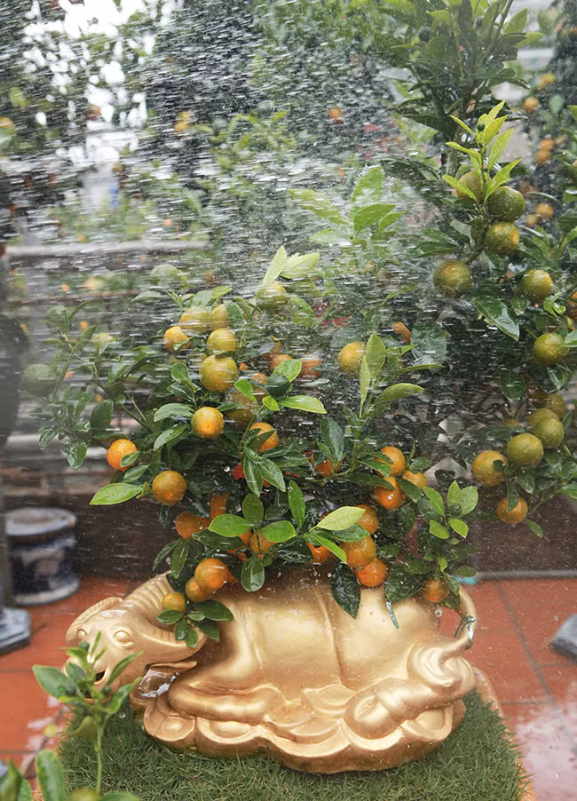 Năm tới là năm con chuột song nhiều người vẫn ưa thích quất bonsai trồng trên “trâu vàng”. Ảnh: Dân Việt.