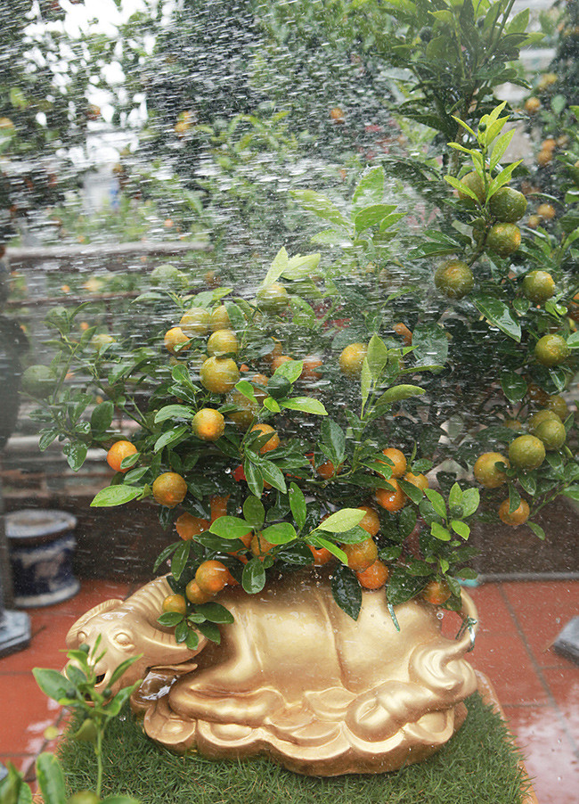Năm tới là năm con chuột song nhiều người vẫn ưa thích quất bonsai trồng trên “trâu vàng”. Ảnh: Dân Việt.