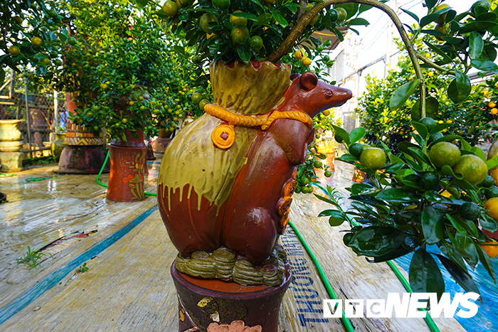 Quất bonsai được trồng trong chậu cây này ngay từ khi còn bé, bởi nếu cây to sẽ khó cho được vào trong chậu và sẽ phát triển kém. Ảnh: VTC.