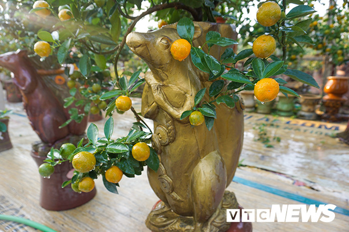 Để chuẩn bị cho dịp Tết Canh Tý 2020, tại một số nhà vườn tại Tứ Liên, Tây Hồ, Hà Nội xuất hiện những chú chuột vàng cõng quất lạ mắt. Ảnh: VTC.