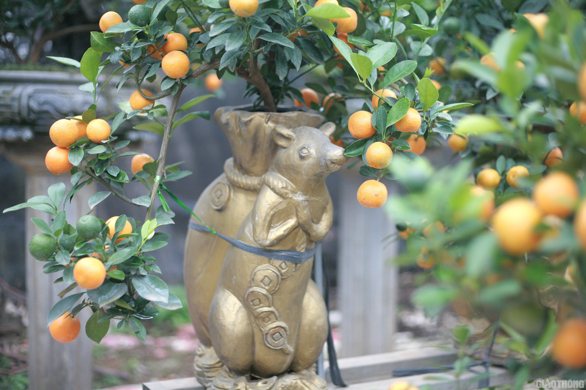 Thời gian chăm sóc cây kéo dài từ 1-2 năm, tuỳ hình dáng. Ảnh: Baogiaothong.