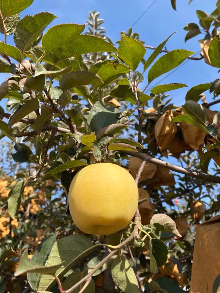 Tuy nhiên, theo Vietnamnet, đây giống táo mới ở Trung Quốc, năm nay mới cho thu hoạch. Ảnh: Facebook.