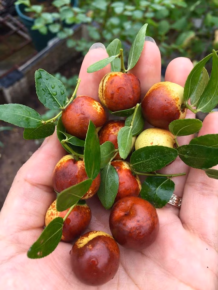 Táo tàu tươi khi chín có màu thâm nhưng ăn lại rất giòn và ngọt. Một số người biết đây là táo tàu nhưng vẫn mua về ăn thử vì tò mò. Ảnh: Facebook.