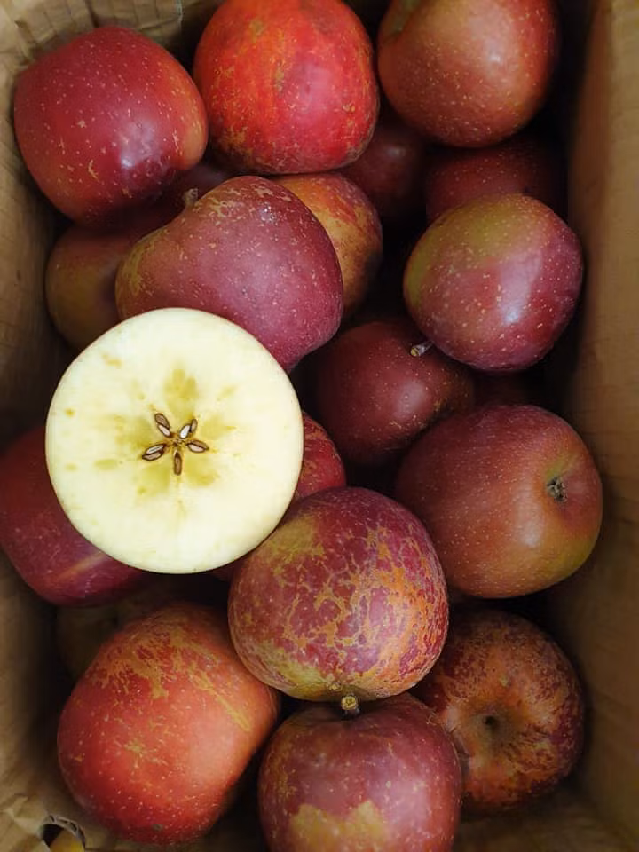 Trong đó, phổ biến nhất là táo đá. Loại táo này xấu xí, quả to quả nhỏ, quả sâu, quả thì vẹo...không đều nhau. Ảnh: Facebook