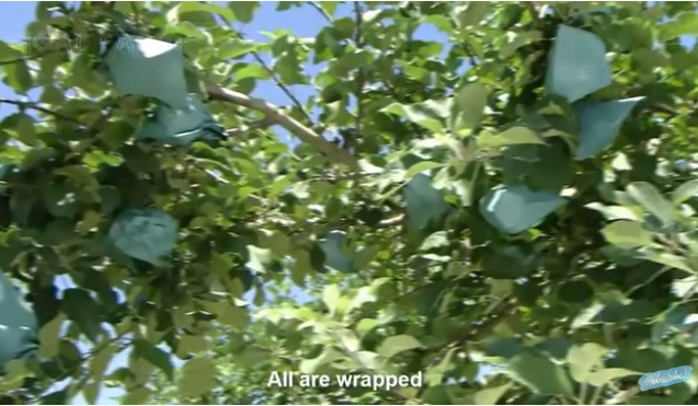 Từng trái táo được bọc cẩn thận nhằm tránh côn trùng. Ảnh: Noal Farm.