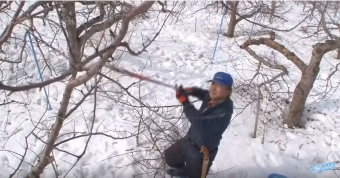 Mùa đông đến là lúc người trồng chăm sóc và vệ sinh thân cây táo và tiến hành cắt bỏ những cành khô để cây sạch sẽ và phát triển tốt nhất cho mùa kết trái. Ảnh: Noal Farm.