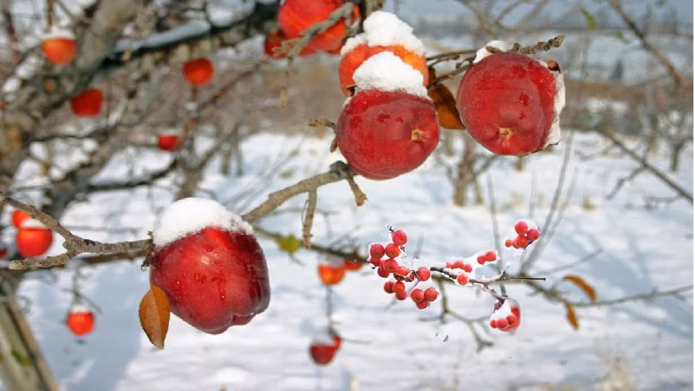 Táo mật được trồng chủ yếu ở vùng Aomori, nơi được xem là thủ phủ cho các loại táo ngon. Ảnh: Youtube.