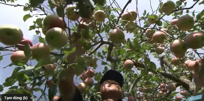 Họ kiểm tra từng trái táo trên cây xem có đạt tiêu chuẩn về ngoại hình hay không rồi mới thu hoạch. Ảnh: Noal Farm.