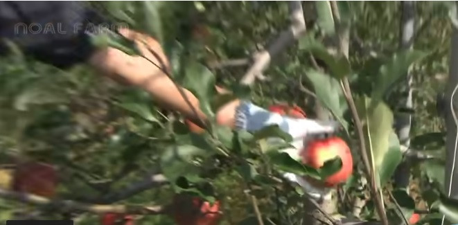 Từng trái táo được thu hoạch bằng tay để tránh dập nát. Ảnh: Noal Farm.