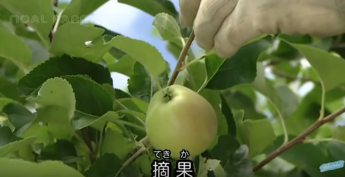 Sang tới mùa hè, táo bắt đầu đậu quả. Mỗi cành thường có từ 5-6 trái táo. Và người dân tiếp tục công việc cắt tỉa, chỉ để lại duy nhất một quả trên cành. Ảnh: Noal Farm.